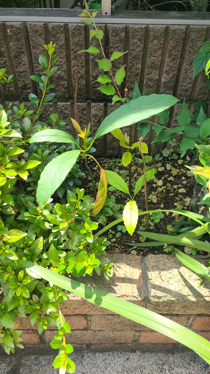 f:id:opensourcetech:20210626101233j:plain