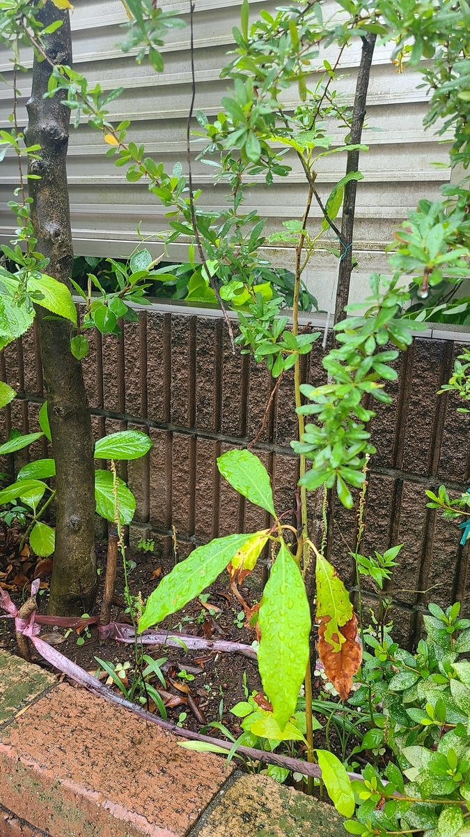 f:id:opensourcetech:20210629075720j:plain