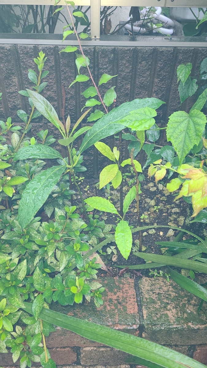 f:id:opensourcetech:20210701073530j:plain