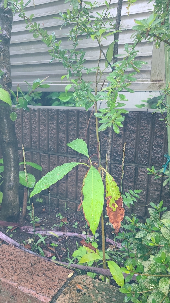 f:id:opensourcetech:20210701073535j:plain