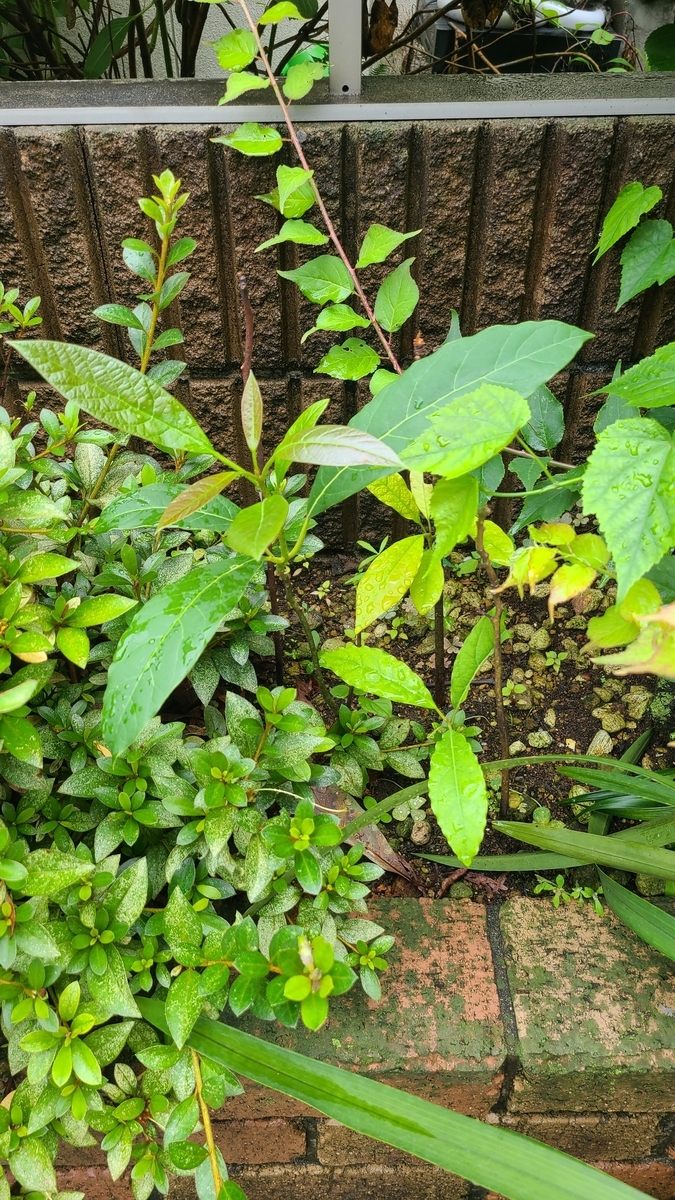 f:id:opensourcetech:20210703101722j:plain
