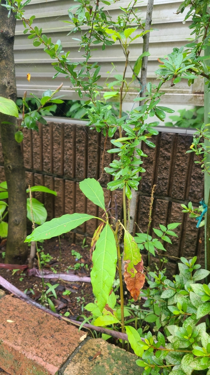f:id:opensourcetech:20210703101727j:plain