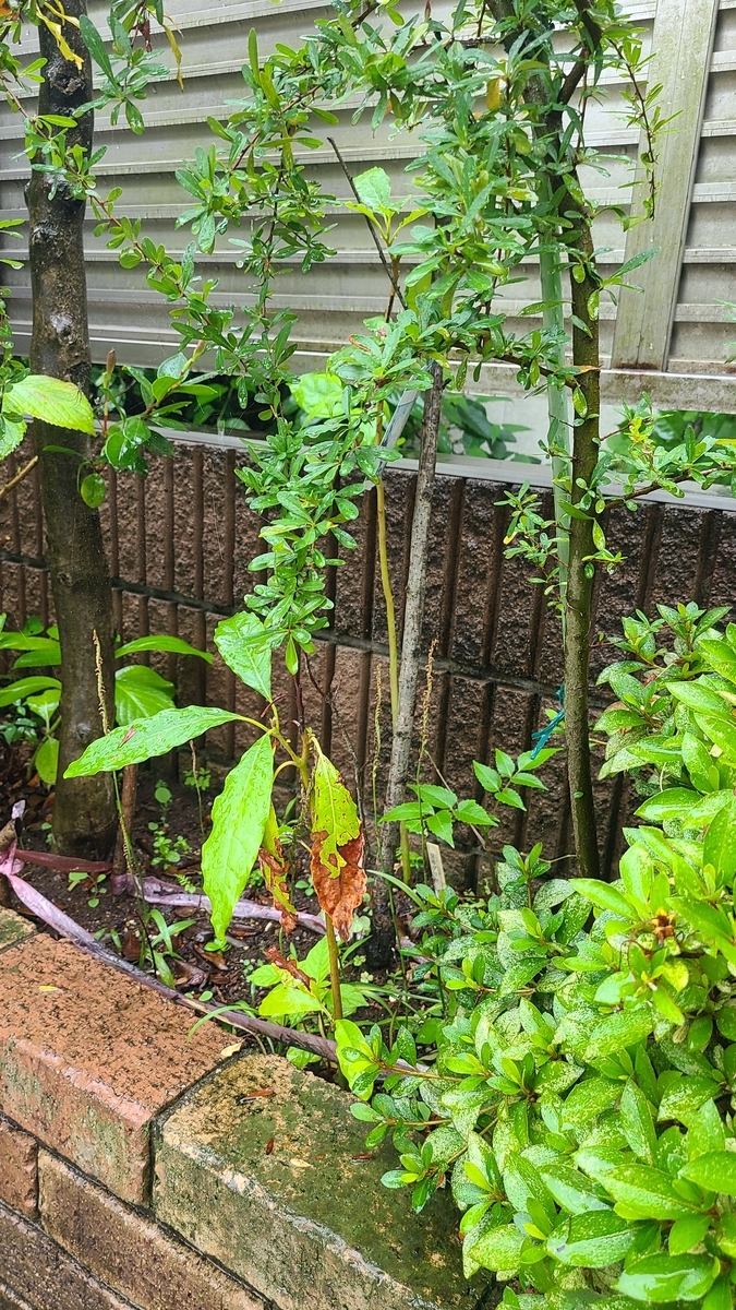 f:id:opensourcetech:20210704073239j:plain