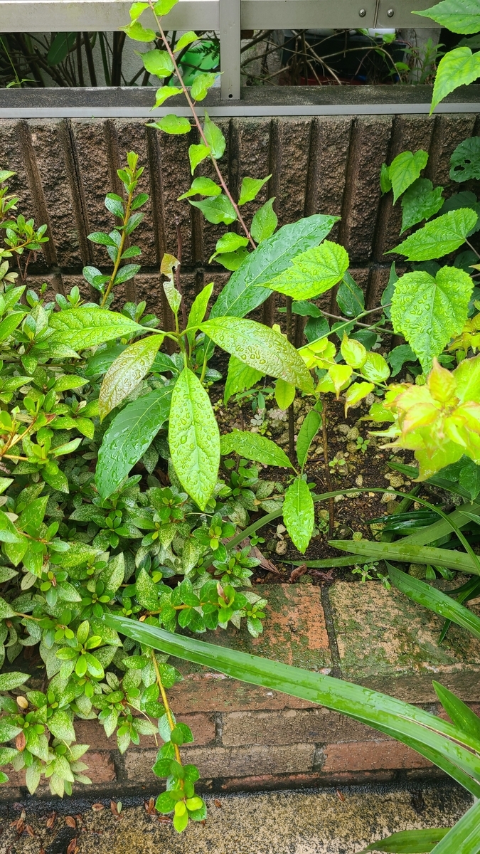 f:id:opensourcetech:20210707090832j:plain