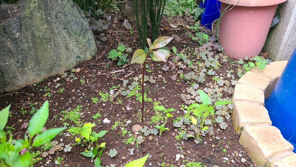 f:id:opensourcetech:20210708064720j:plain