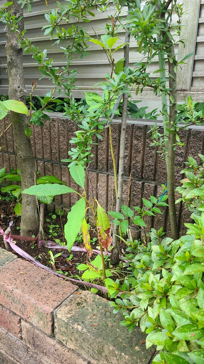 f:id:opensourcetech:20210708064739j:plain