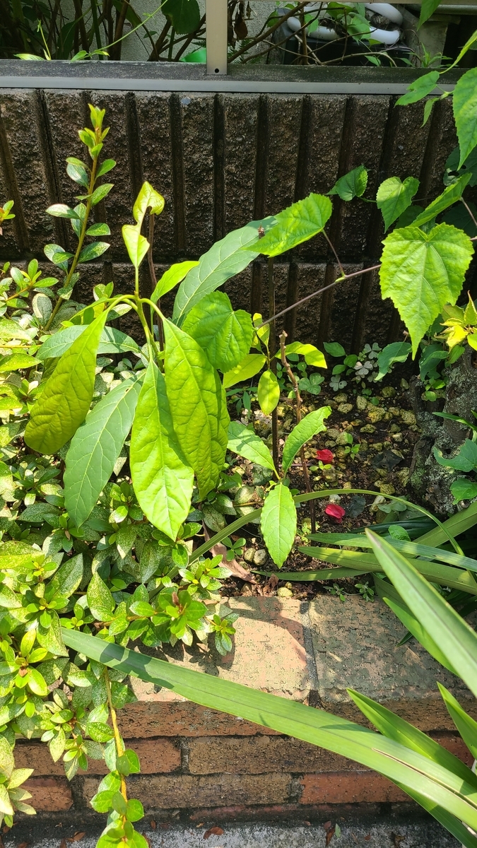 f:id:opensourcetech:20210712123431j:plain