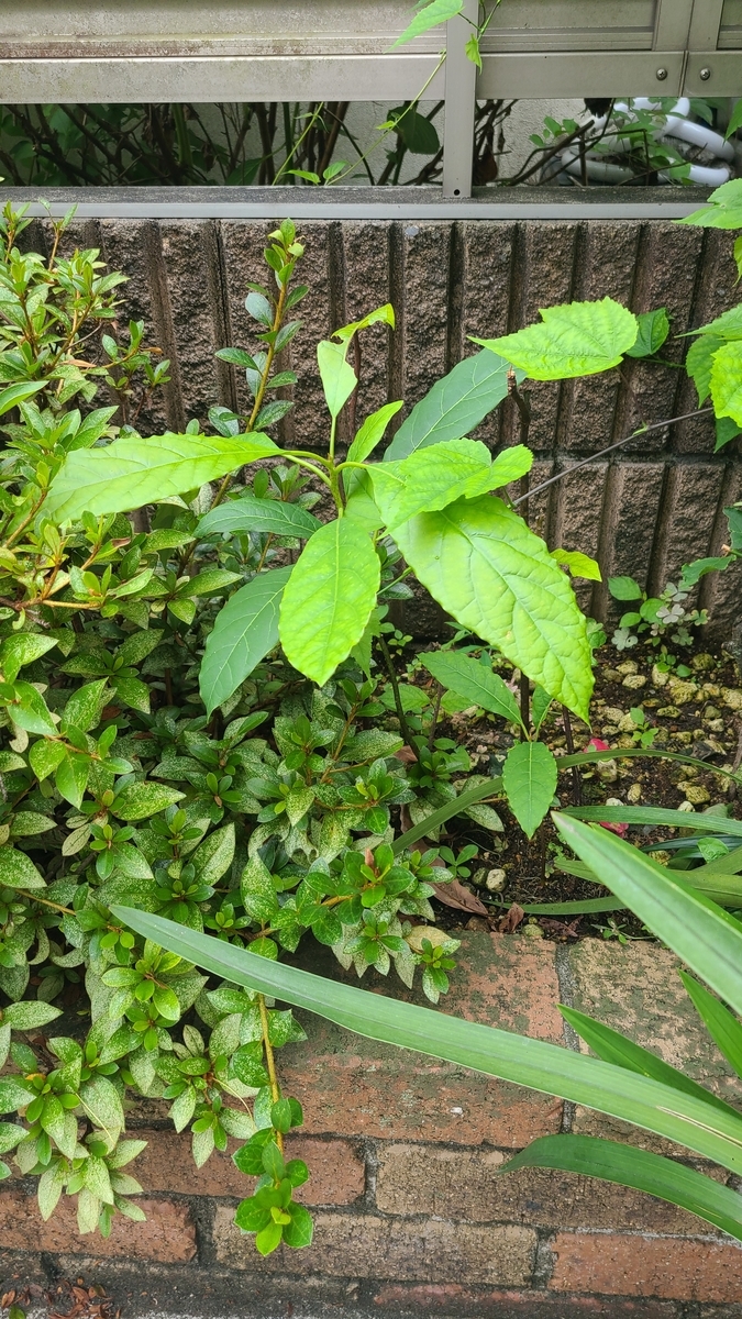f:id:opensourcetech:20210714073147j:plain