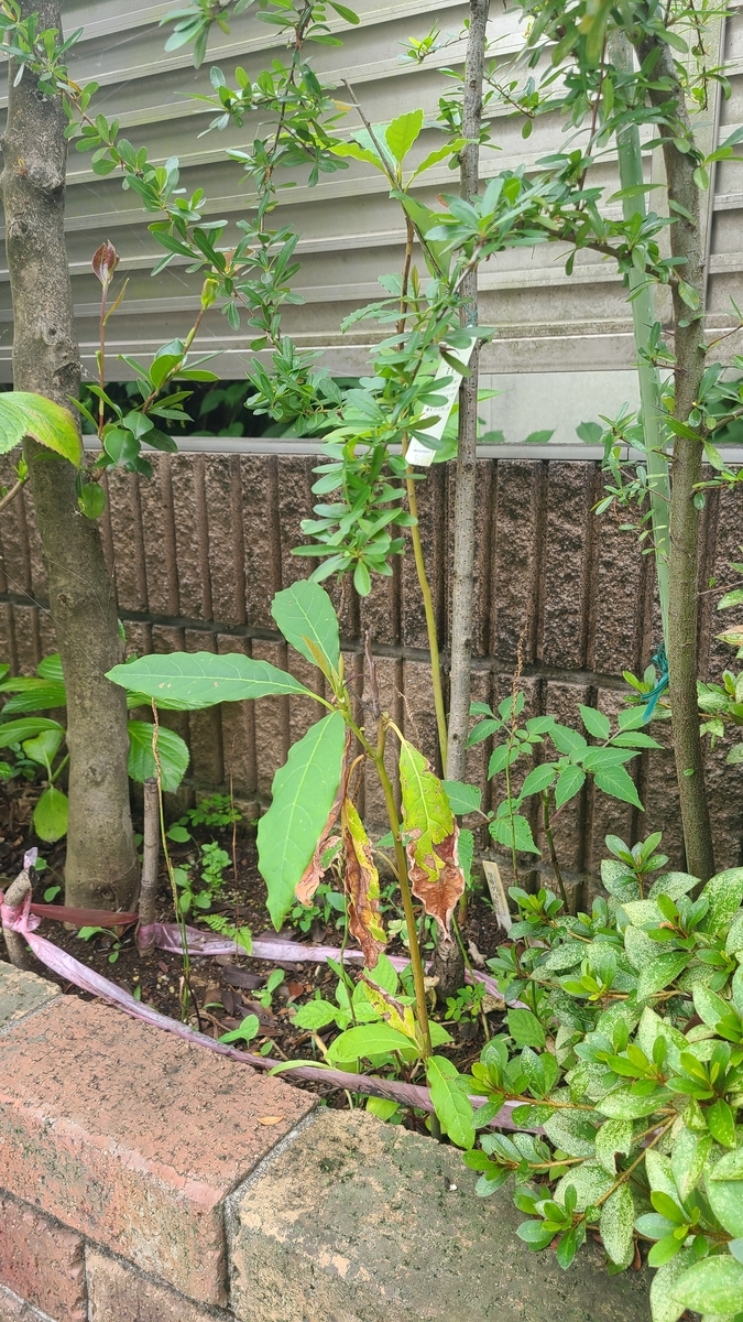 f:id:opensourcetech:20210714073150j:plain