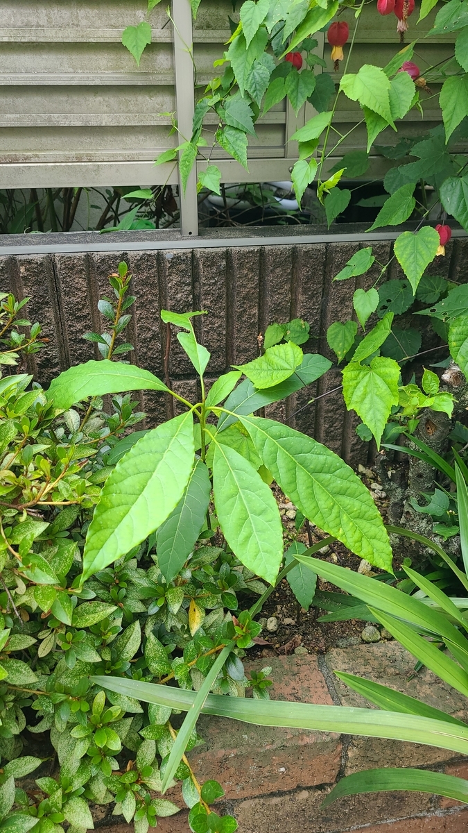 f:id:opensourcetech:20210720094346j:plain