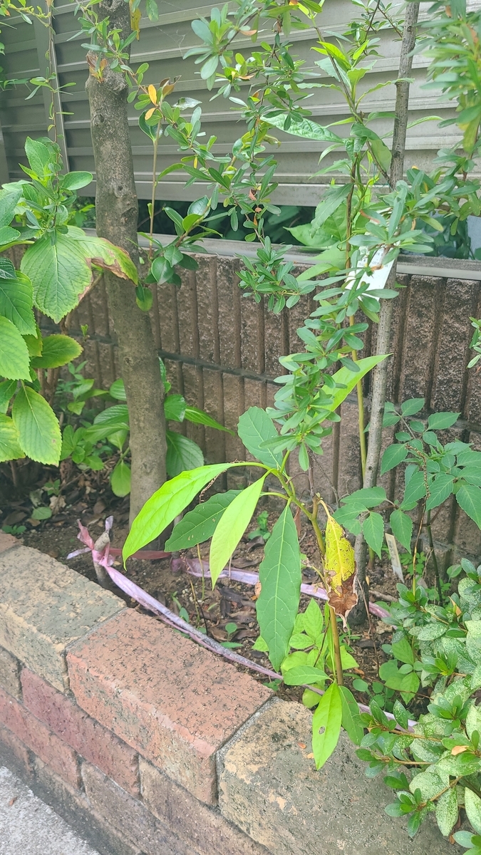 f:id:opensourcetech:20210724101540j:plain