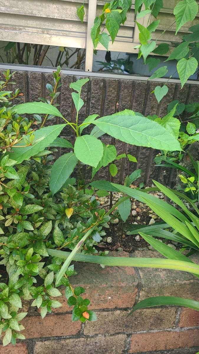f:id:opensourcetech:20210726073337j:plain