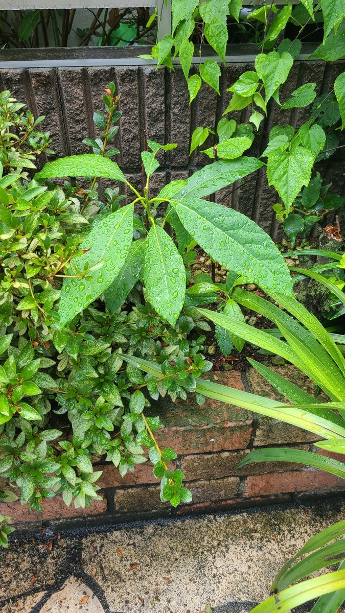 f:id:opensourcetech:20210803092529j:plain