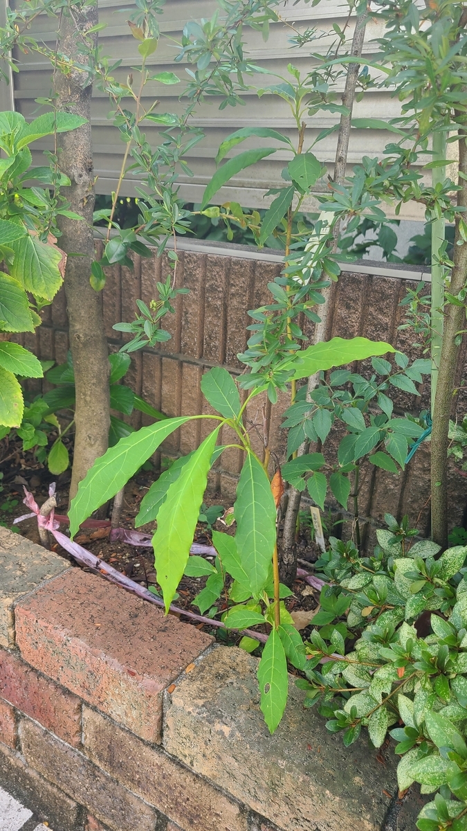 f:id:opensourcetech:20210807084548j:plain