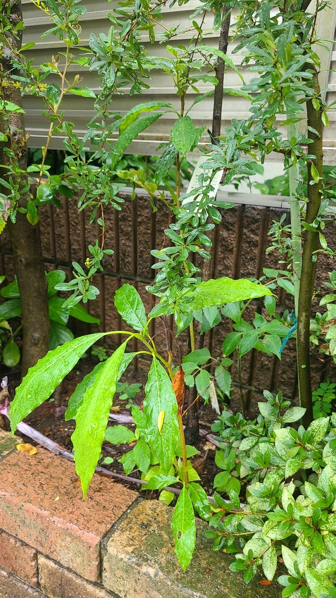 f:id:opensourcetech:20210808102709j:plain
