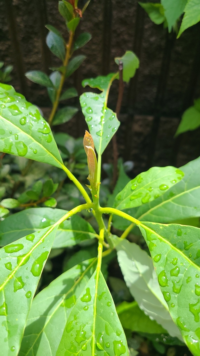 f:id:opensourcetech:20210809112624j:plain