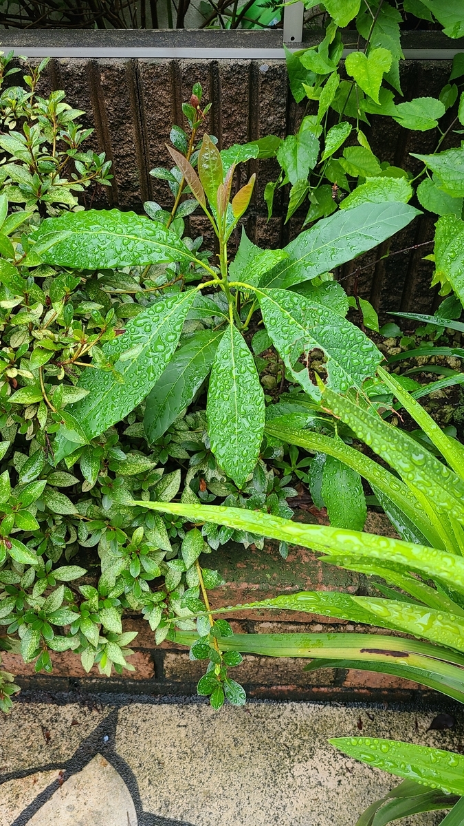 f:id:opensourcetech:20210816071126j:plain