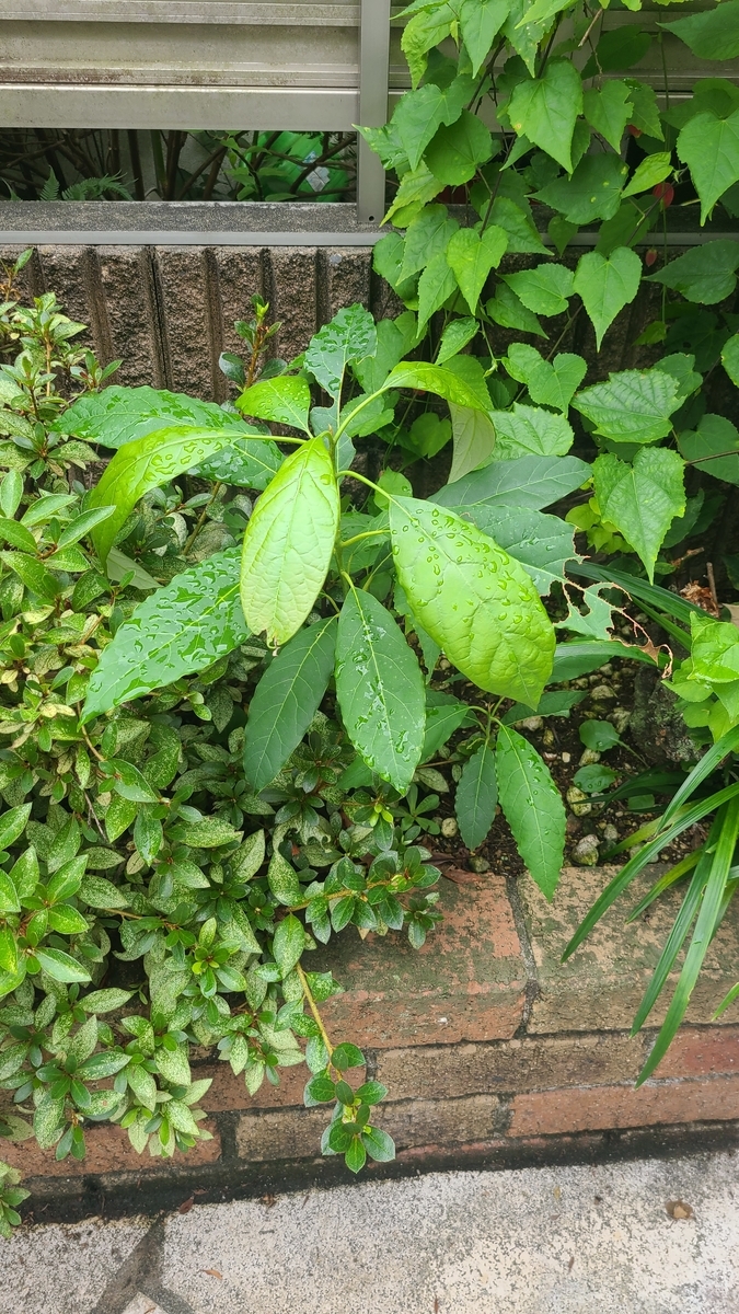 f:id:opensourcetech:20210825082737j:plain