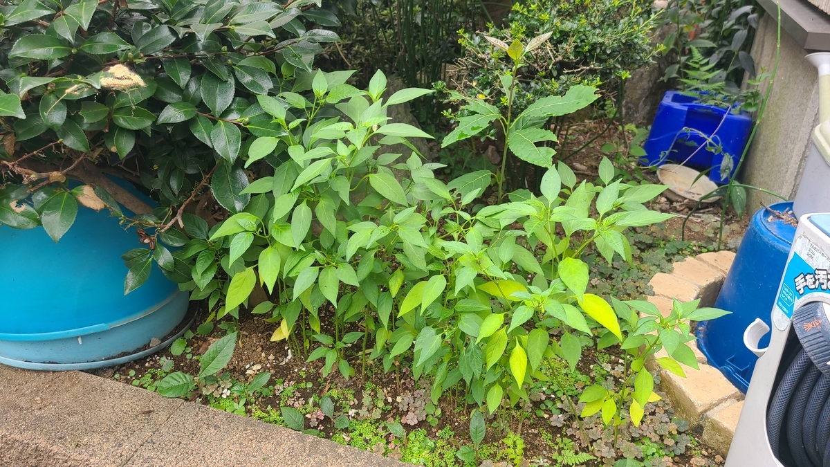 f:id:opensourcetech:20210825082750j:plain