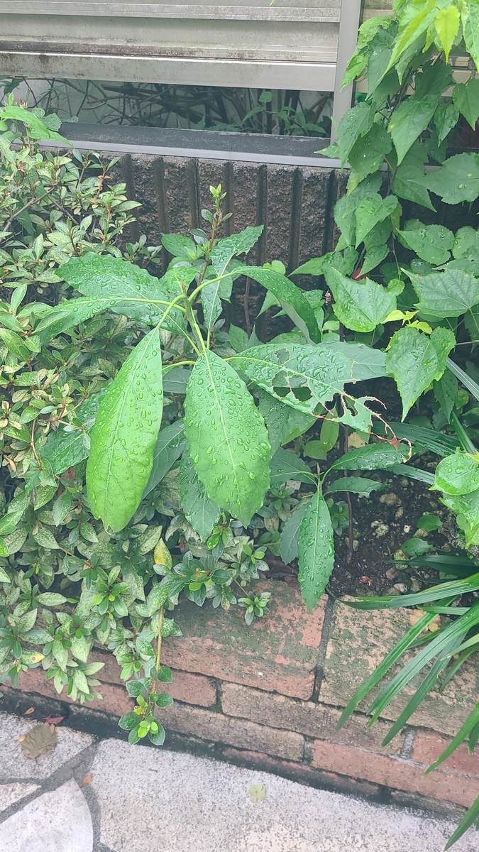 f:id:opensourcetech:20210901081111j:plain