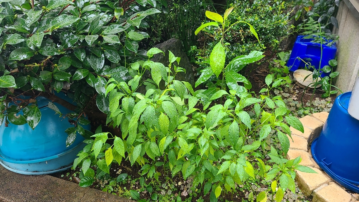 f:id:opensourcetech:20210903084538j:plain