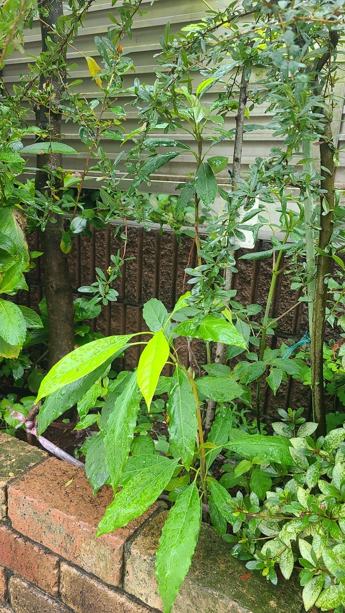 f:id:opensourcetech:20210904100905j:plain