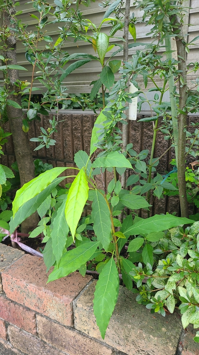 f:id:opensourcetech:20210908075757j:plain