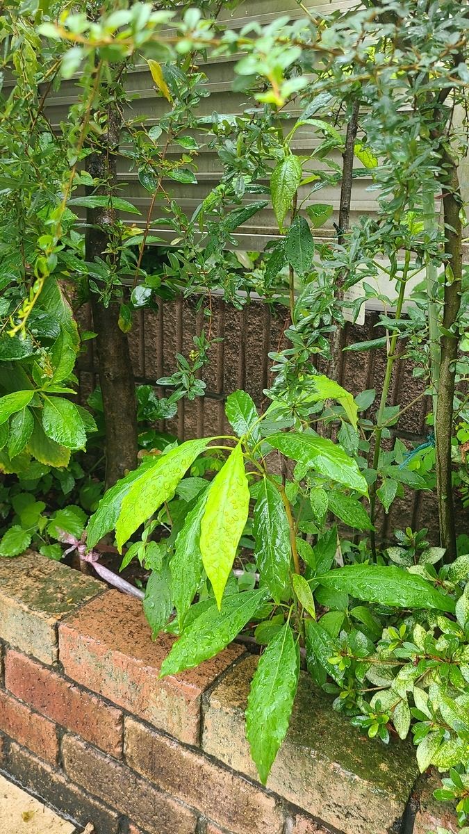 f:id:opensourcetech:20210909072650j:plain