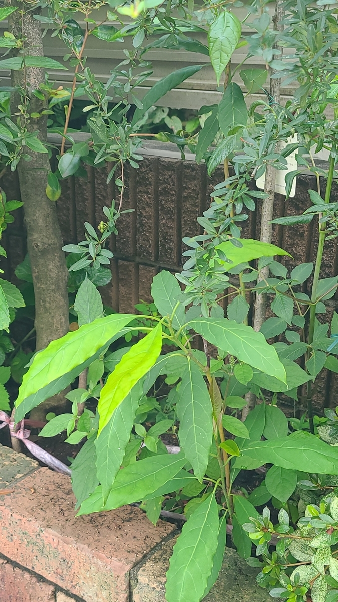 f:id:opensourcetech:20210910073306j:plain