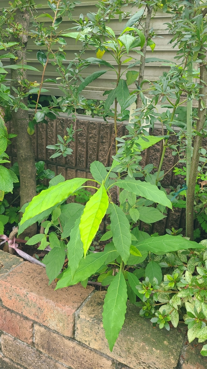 f:id:opensourcetech:20210911074831j:plain