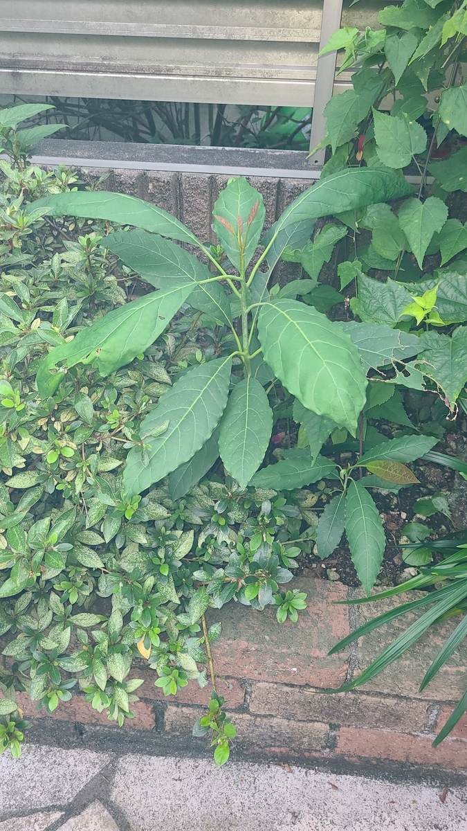 f:id:opensourcetech:20210914063604j:plain