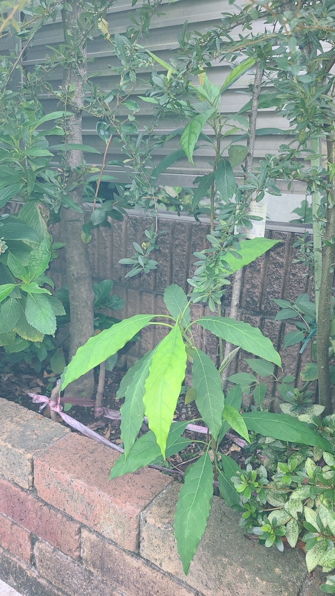 f:id:opensourcetech:20210914063609j:plain