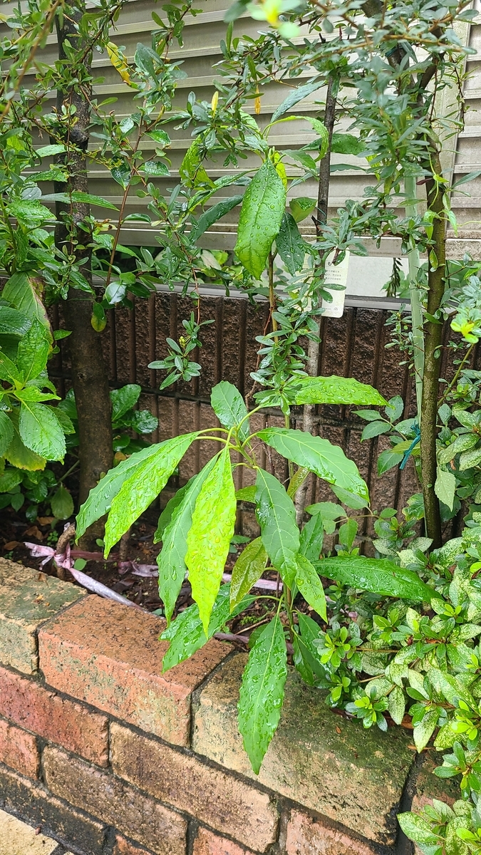 f:id:opensourcetech:20210915063846j:plain