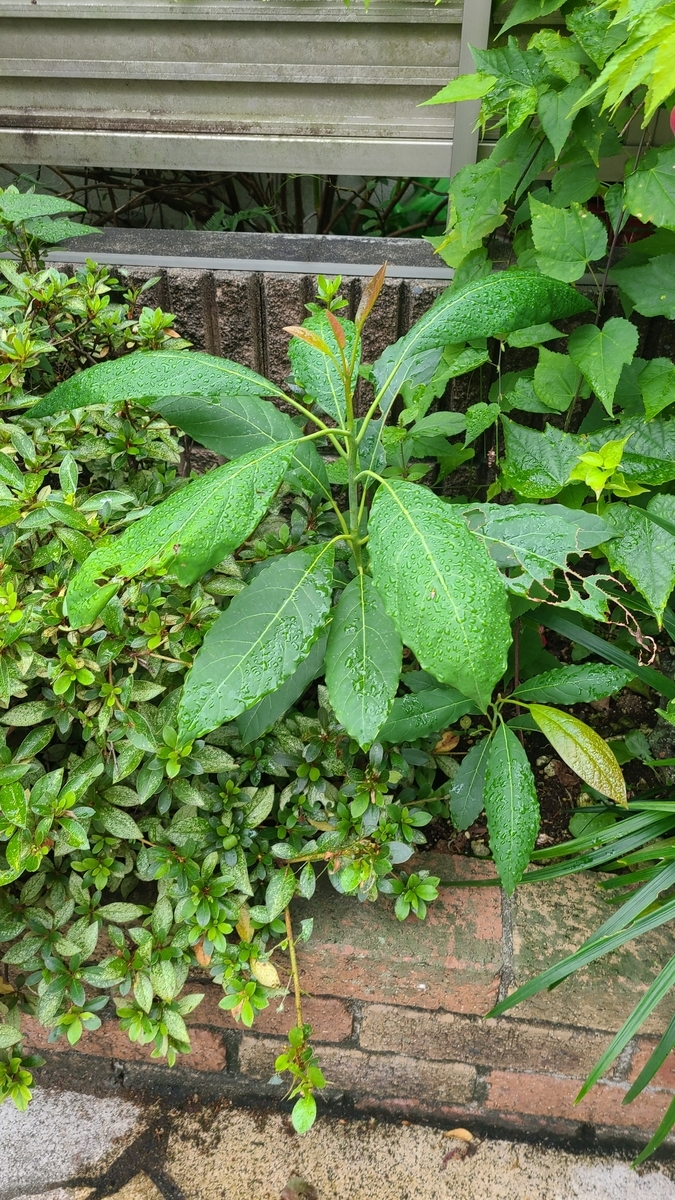f:id:opensourcetech:20210917065400j:plain
