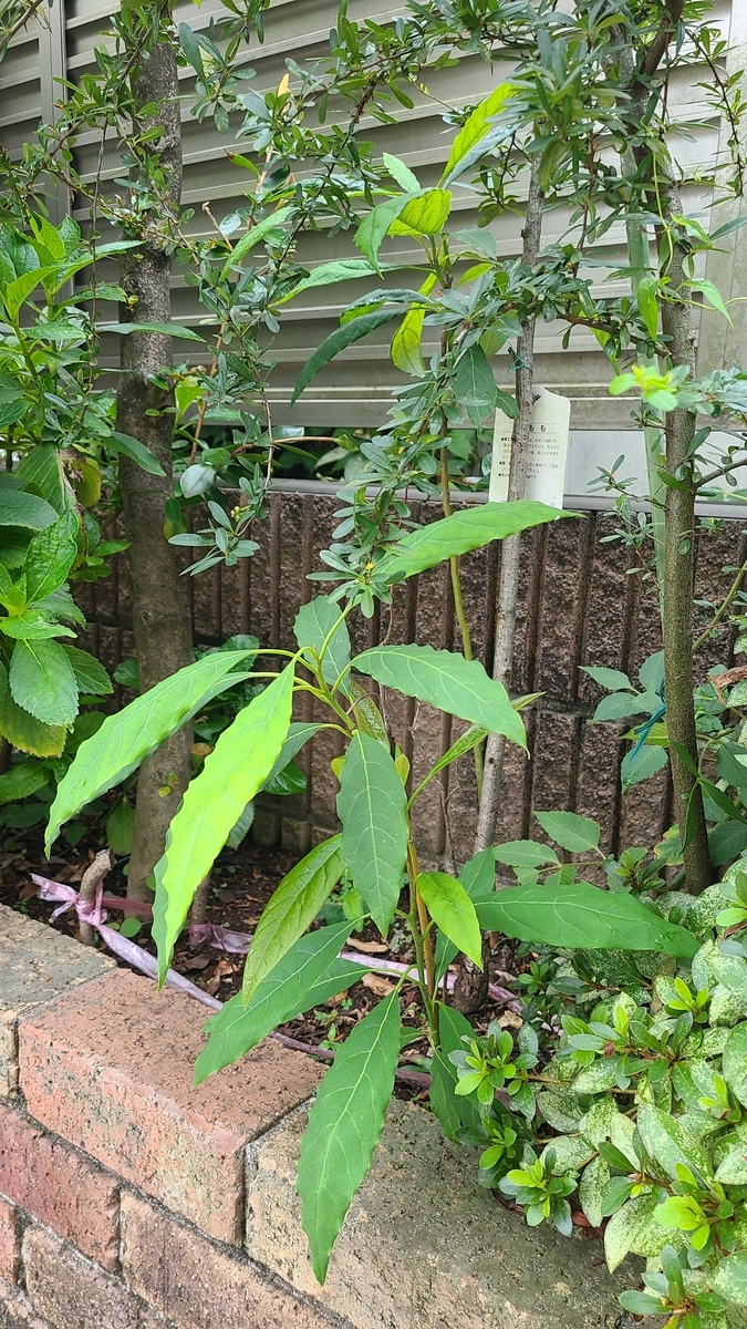 f:id:opensourcetech:20210917065403j:plain