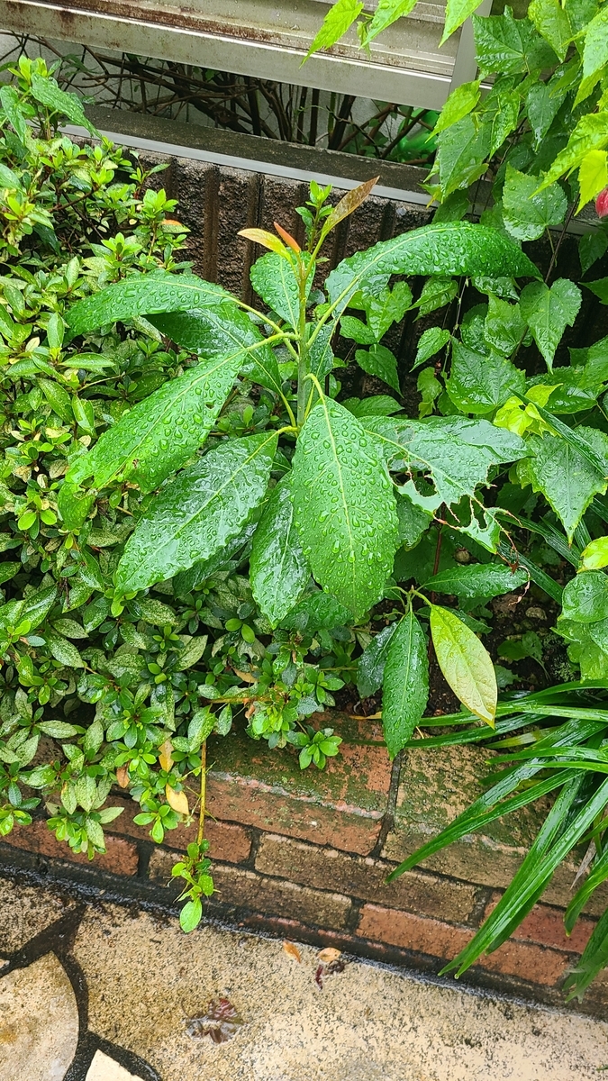 f:id:opensourcetech:20210918075005j:plain