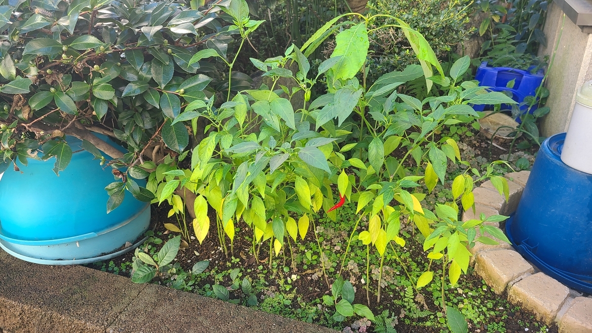f:id:opensourcetech:20210919074446j:plain
