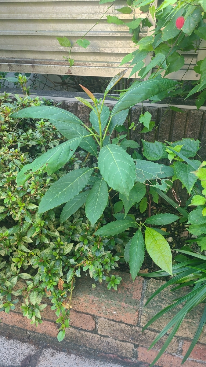 f:id:opensourcetech:20210921070349j:plain