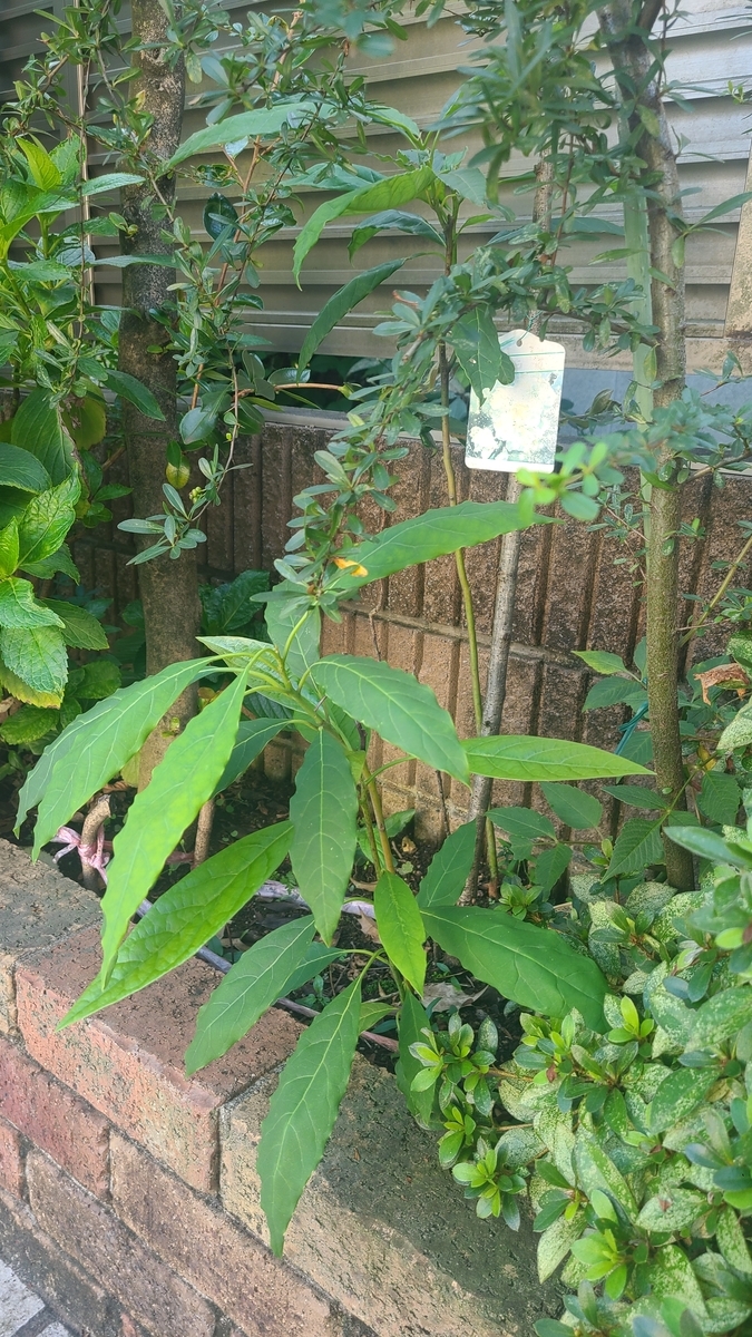 f:id:opensourcetech:20210921070352j:plain