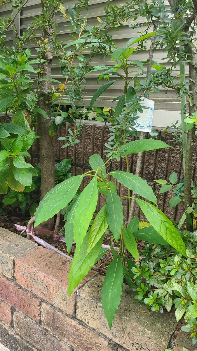 f:id:opensourcetech:20210925093053j:plain