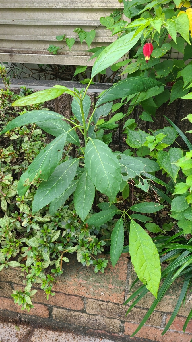 f:id:opensourcetech:20210930082710j:plain