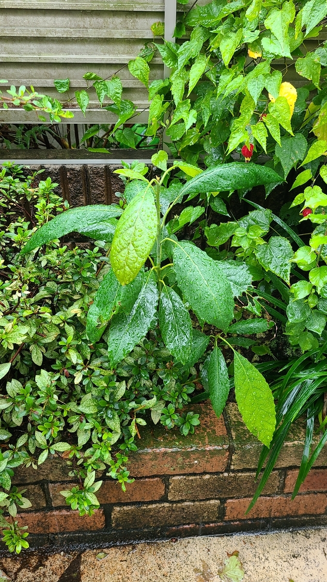 f:id:opensourcetech:20211001093735j:plain