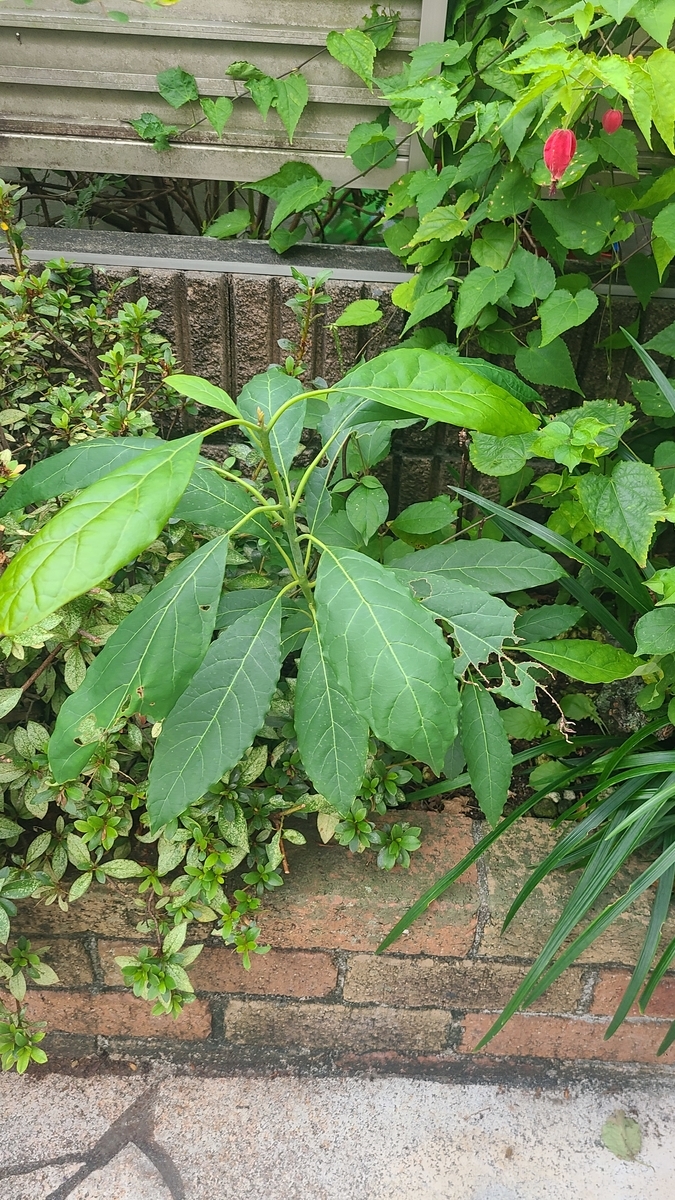 f:id:opensourcetech:20211004071141j:plain