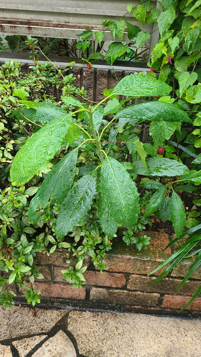 f:id:opensourcetech:20211022073218j:plain