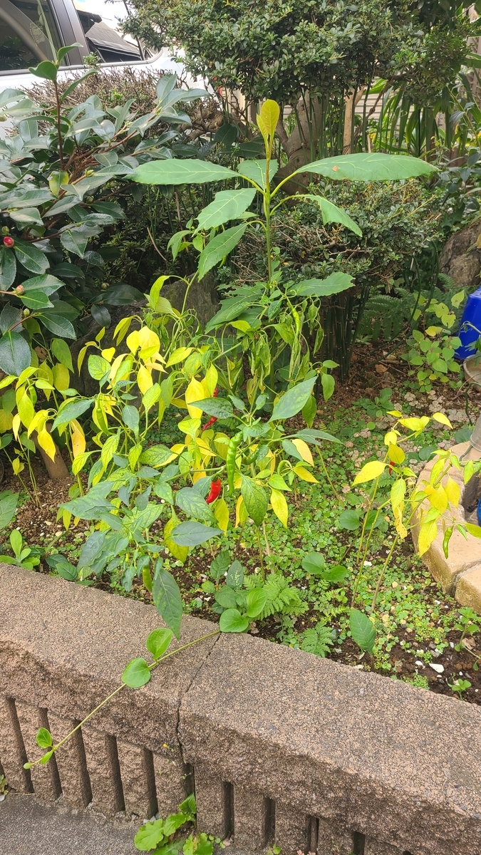 f:id:opensourcetech:20211031073640j:plain