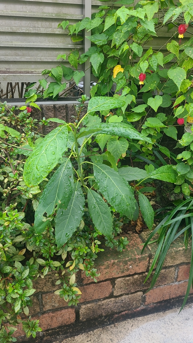 f:id:opensourcetech:20211108072143j:plain