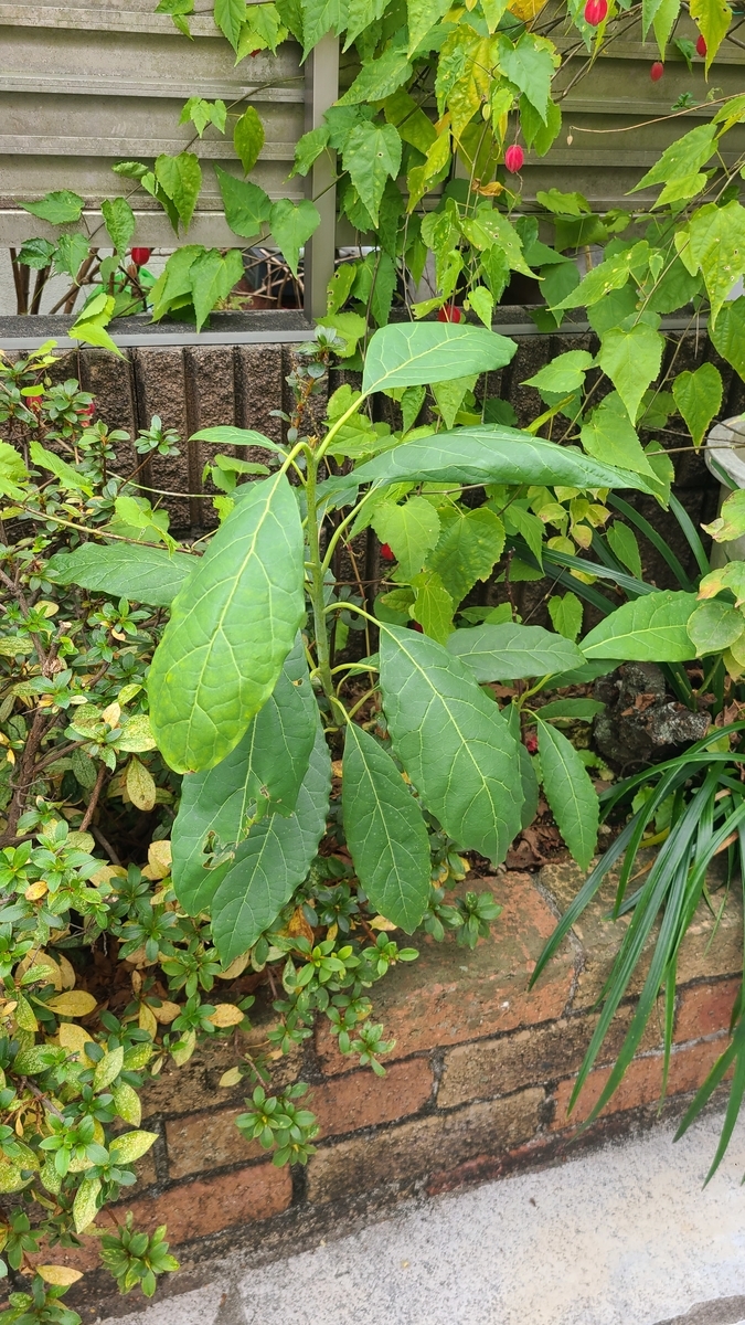 f:id:opensourcetech:20211212102003j:plain