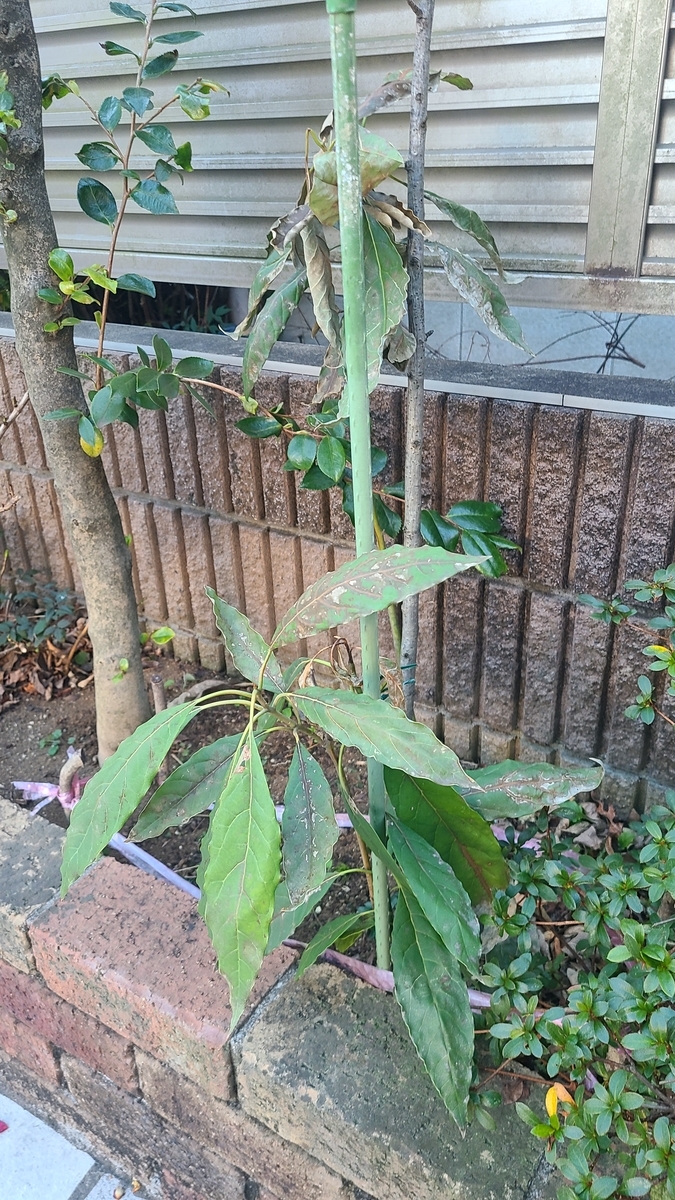 f:id:opensourcetech:20220125072846j:plain