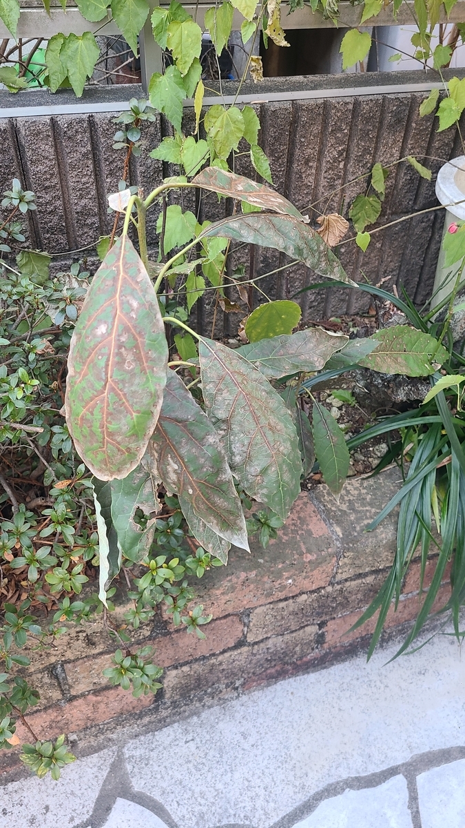 f:id:opensourcetech:20220125072849j:plain