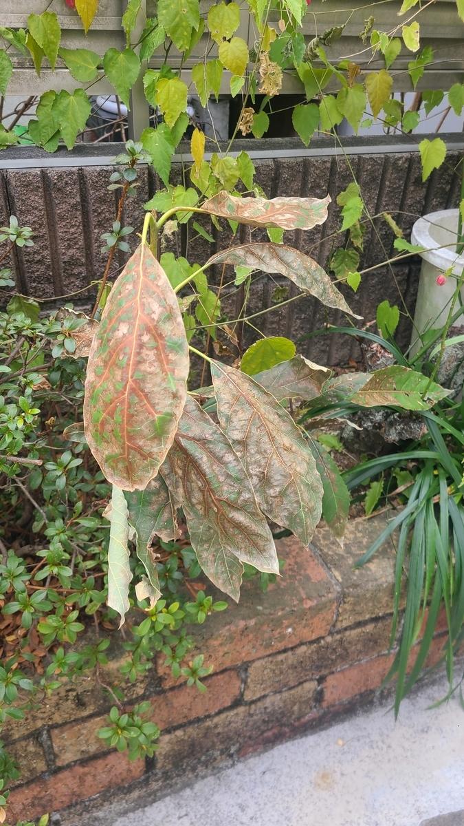 f:id:opensourcetech:20220204105538j:plain